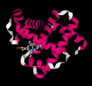 Click here: Myoglobin